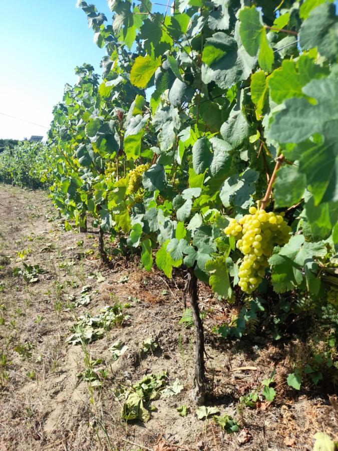 Вілла Quinta Do Silva Селоріку-де-Башту Екстер'єр фото